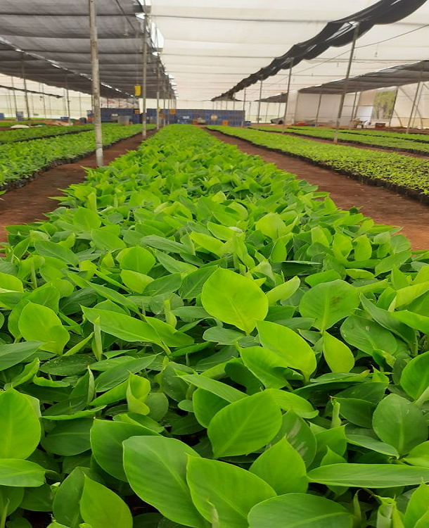 Insect Proof Hardening